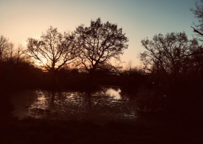 Un arbre sur la ferme de la Perrière